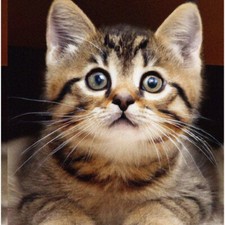 KittyGems 5D Diamond Painting Kit: Purrfect Pet Cat, Full Drill DIY Rhinestone E