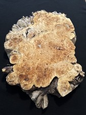 Cotton Wood Burl, Live Edge, 19 Long, 13 Wide, 1 5/8 Thick, Dry