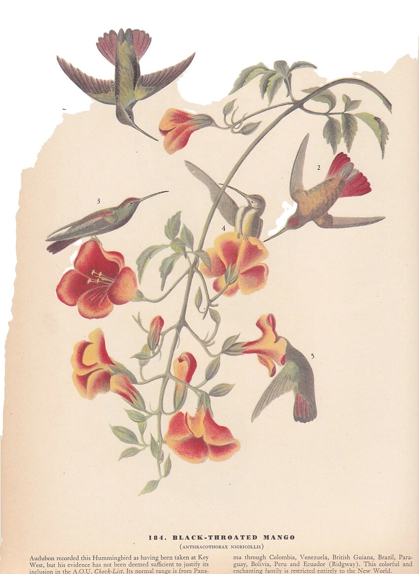 Paper Birds Art Prints