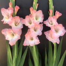5 - KARMA GLADIOLUS Flower Bulbs  ONE OF THE NICEST GLADS YOU WILL SEE