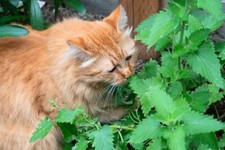 x3  HERB WHITE CATNIP CATMINT Plug Plants! Ready Now!