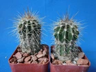 Saguaro Cactus TWO (2!) Nice Spines Carnegiea gigantea 2"-3" Tall AZ Seed Grown