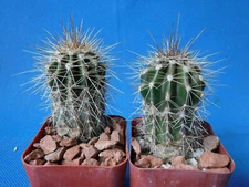 Saguaro Cactus TWO (2!) Nice Spines Carnegiea gigantea 2"-3" Tall AZ Seed Grown