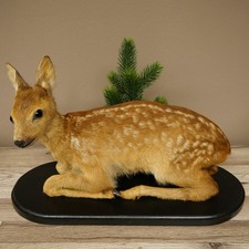 Rehkitz Pr&auml;parat liegend &auml;lteres Reh Kitz H&ouml;he 31 cm Bambi Tierpr&auml;parat 89.11.79