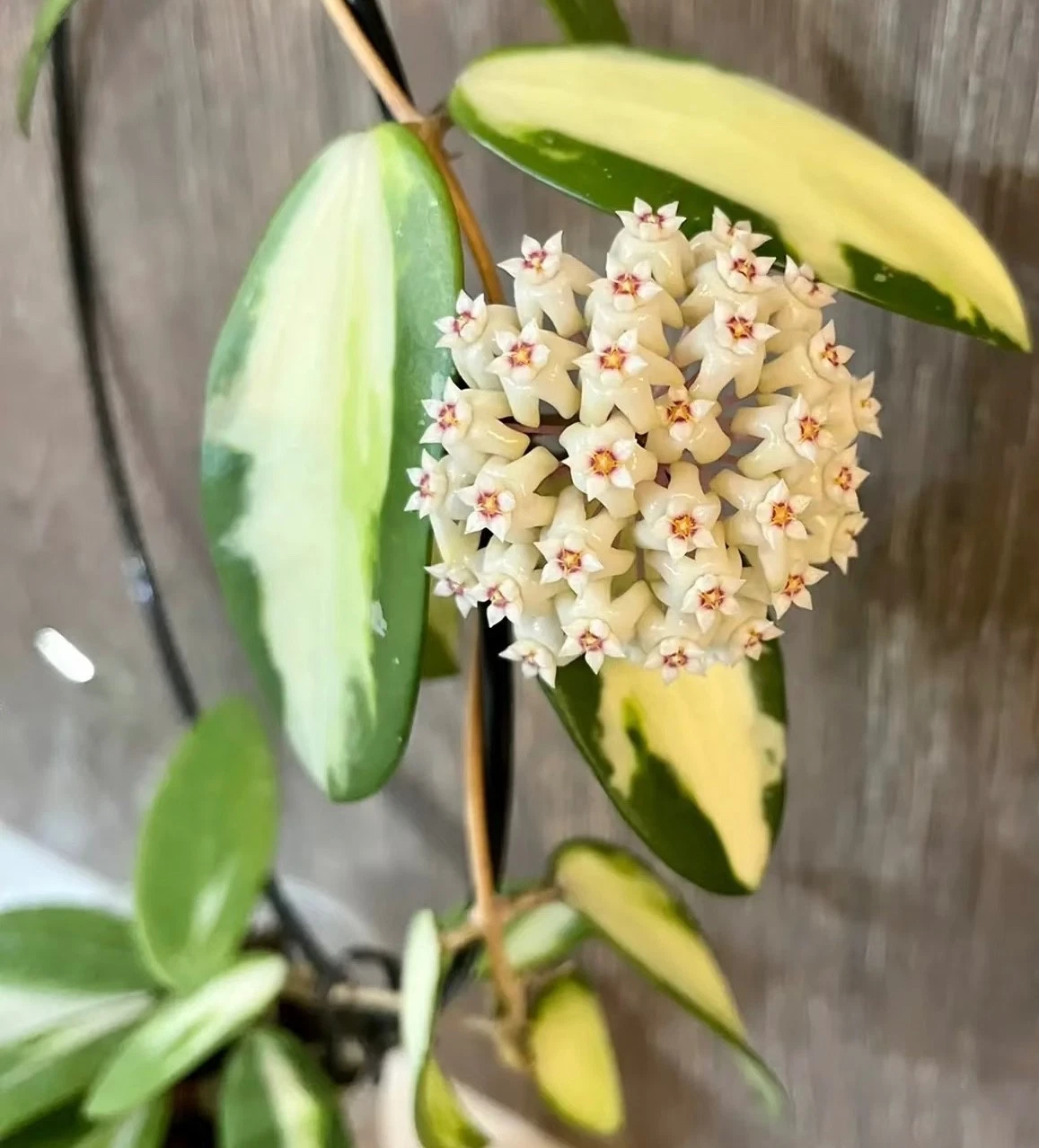 AU STOCK RARE HOYA " VERTICILLATA VARIEGATA "-PLANTS ROOTED SUCCULENT 18-67
Opens in a new window or