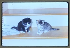 35mm Color Slide March 1972 Two Kittens on Stair Tread Black & White Cats