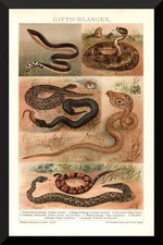 Giftschlangen +Historischer Druck/Chromolitho+ 1902 +Klapperschlange,Kreuzotter+