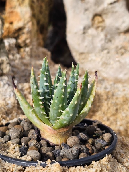 Aloe Longistyla