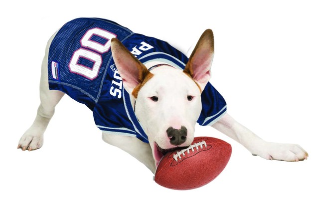 patriots pet jersey