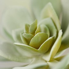 Package of 4 Artificial Hen and Chick 5" Succulent Picks