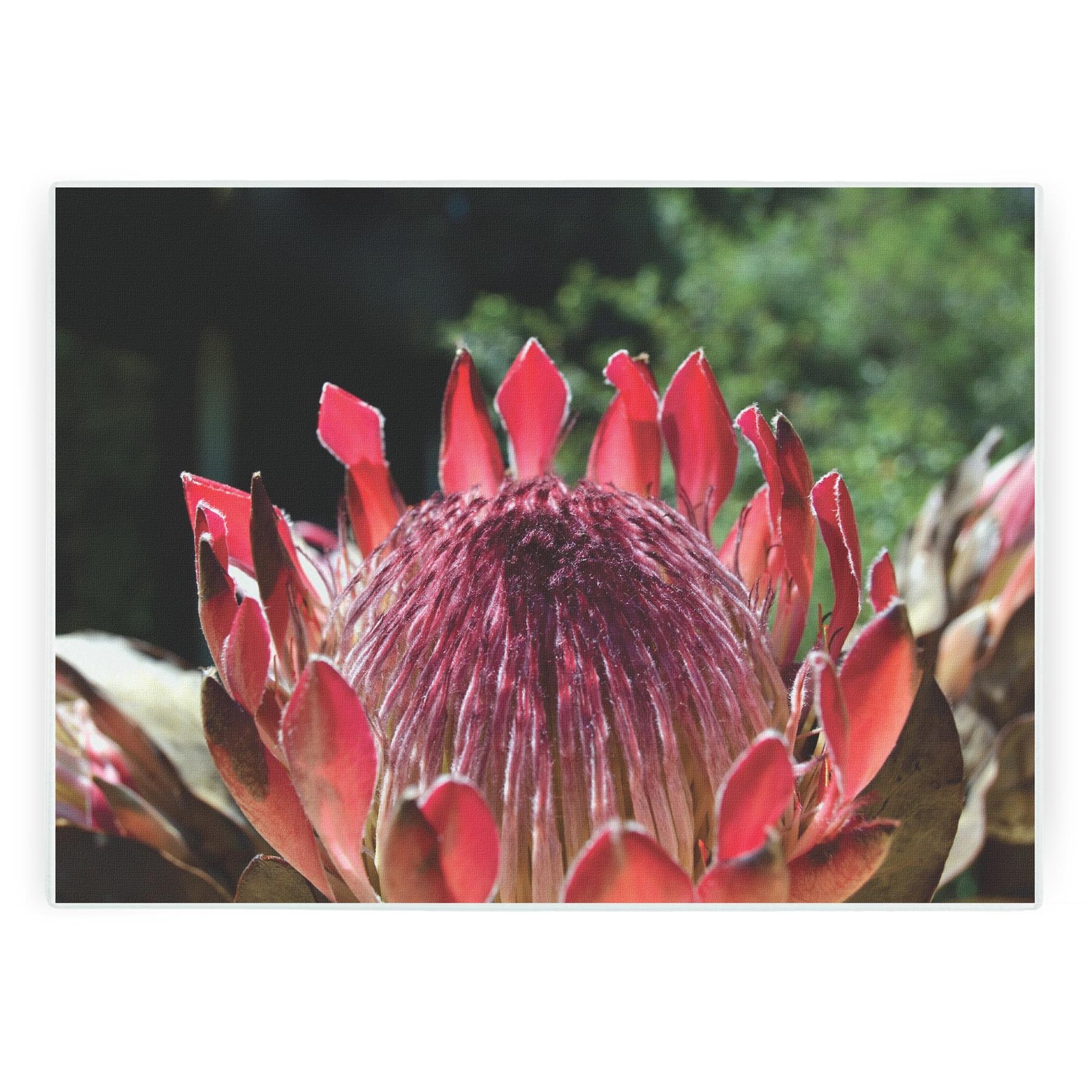 Protea Flower Glass Worktop Protector - Pink Floral Kitchen Chopping Board