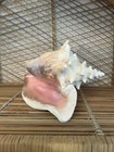 Large Conch Seashell Spiral Pink White Ocean Seashell Beach Nautical Great Color — photo 6