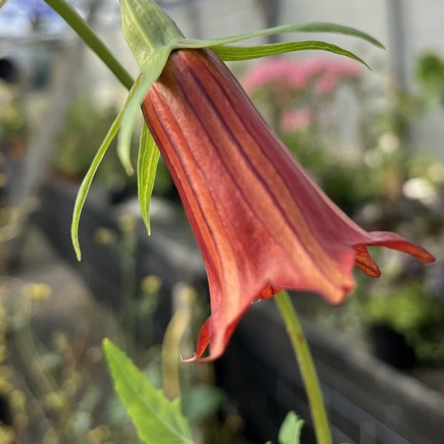 Canarina Canariensis Canary Island Bellflower 13cm Pot. Rarely Seen