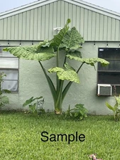“Giant Taro” Colocasia Elephant Ear Plant 20 Bare Root Guaranteed Growth