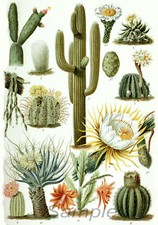 VINTAGE CACTUS ILLUSTRATION A3 POSTER PRINT