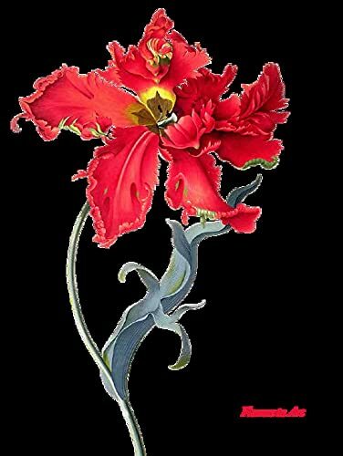 The Book of the Flower: Flowers in Art - Image 5