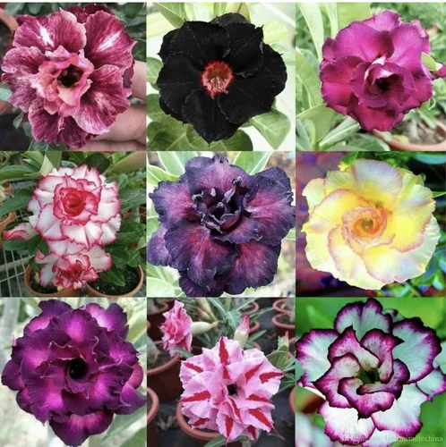 Desert Rose Mixed Seeds Adenium Obesum Seed Free Post - Picture 4 of 6
