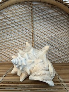 Large Conch Seashell Spiral Pink White Ocean Seashell Beach Nautical Great Color