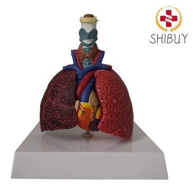 Human Organ Anatomy Model Larynx Heart Throat Lung Model Pvc Anatomical Model