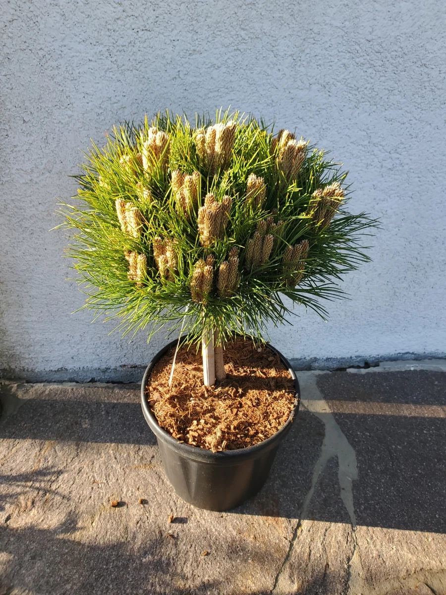 wooden bonsai stand Root Wood Style Stand