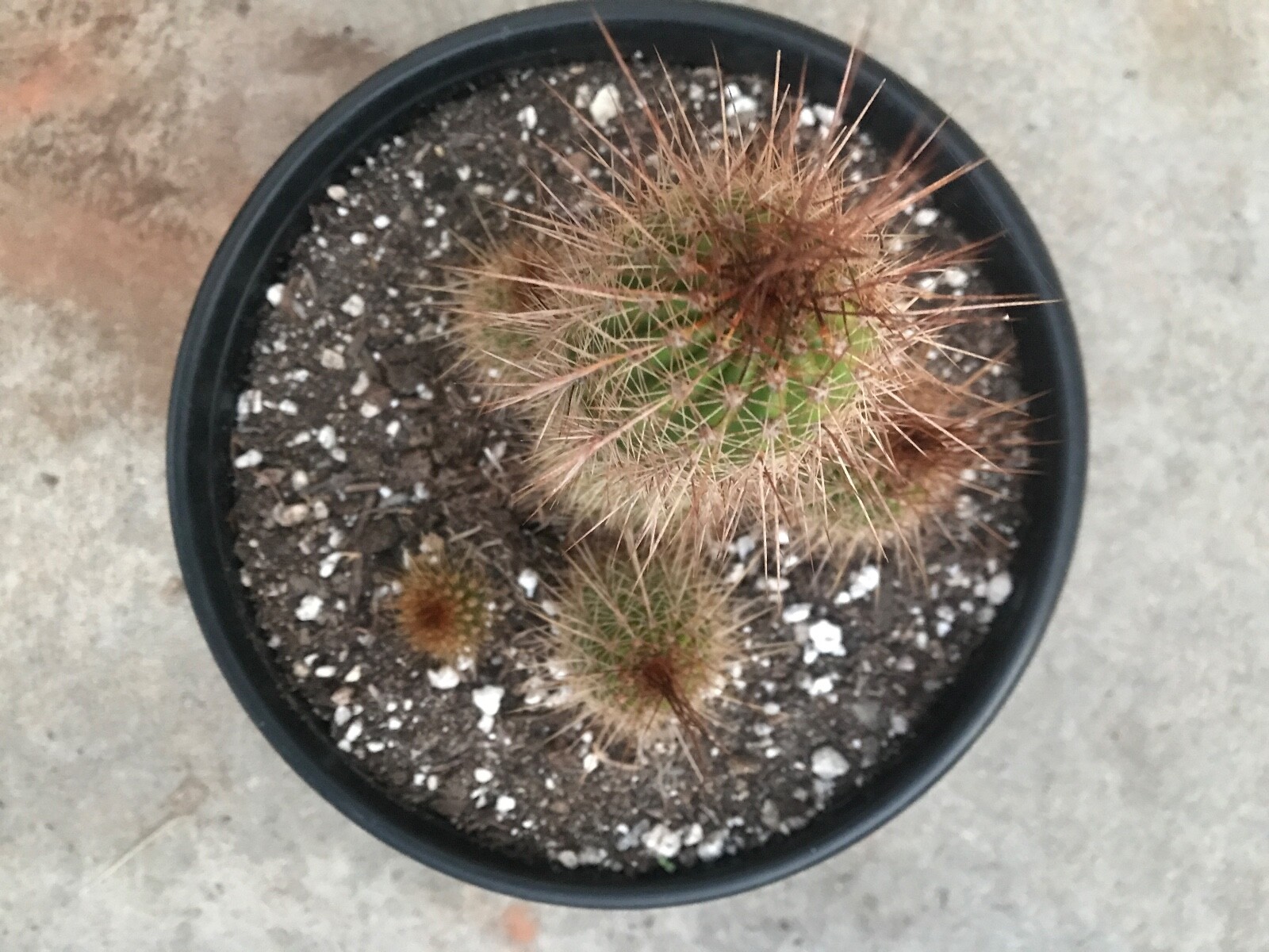 large, 6 heads Tricholobivia , Trumpet Flower Cactus "PINKY" G59 eBay