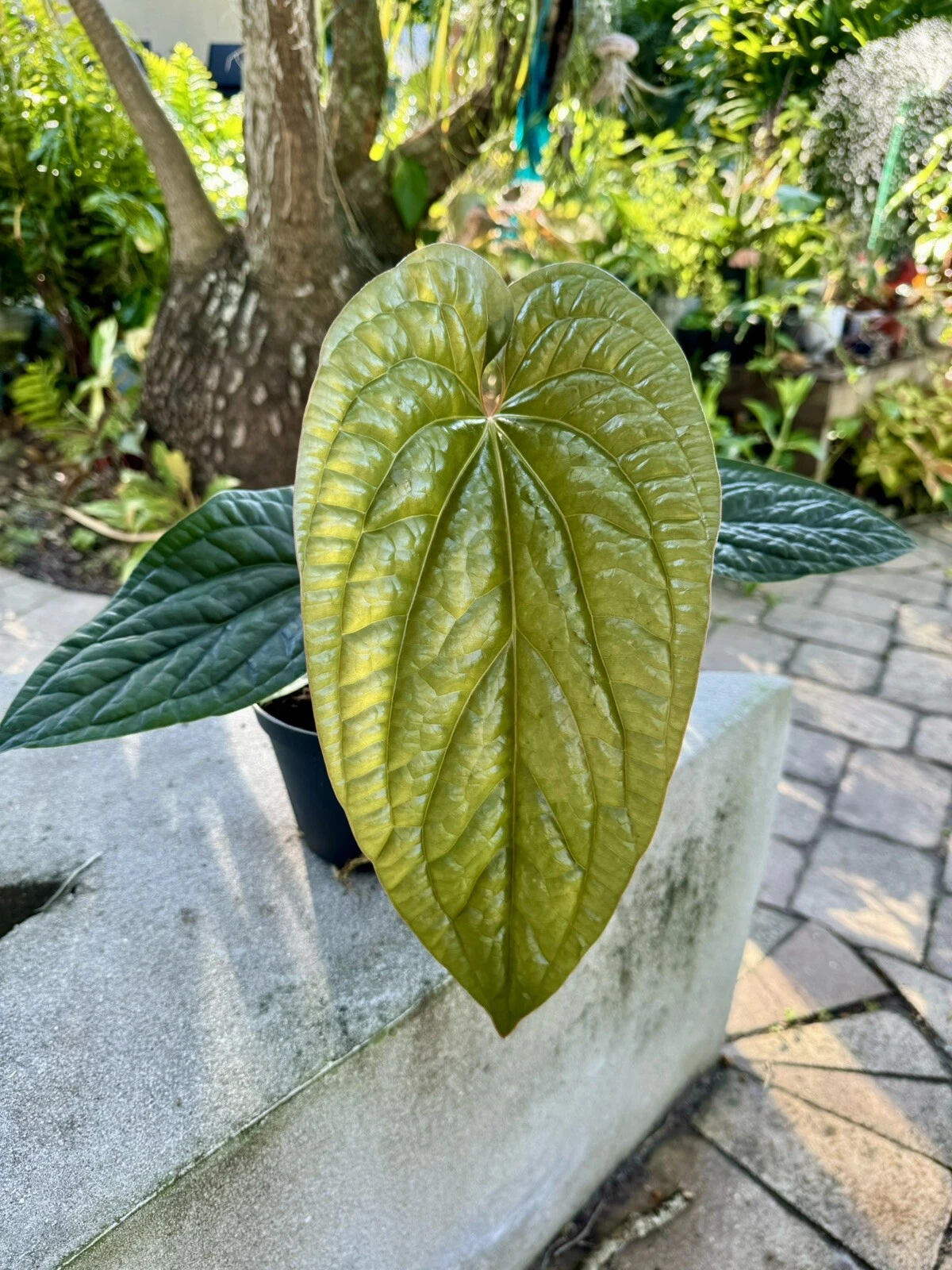 Anthurium Radicans X Luxurians rare