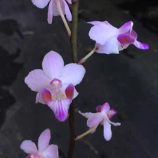 RARER MOTTLED LEAVES FORM PHAL ORCHID SPECIES pulcherrima var marmorata PB