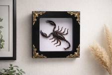 Framed Real Scorpion Specimen Pine Wood Shadow Box Curiosity Display