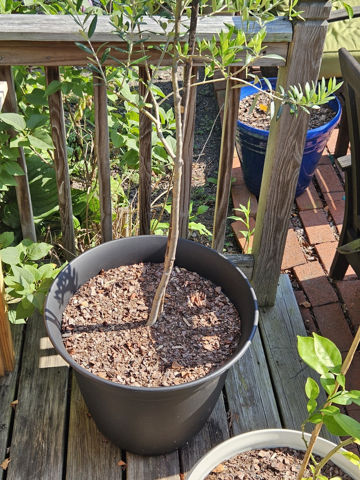 Fast Draining Mix, Indoor Outdoor,  Organic, Soil-less, Peat-Free, 12 Quarts