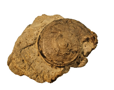 Obornella granulata-Schnecke, Matrix -Jura (Bajocium), Dogger,  Sengenthal