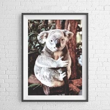 AUSTRALIAN NATIVE KOALA BEAR ANIMAL POSTER PICTURE PRINT Sizes A5 to A0 **NEW**