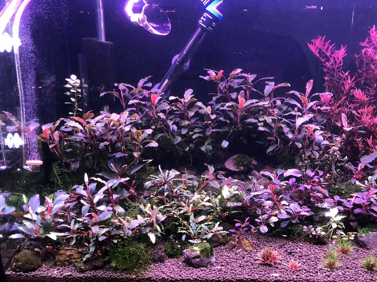 Ebay Aquarium Plants