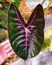 Imported Alocasia Flower Bulbs Pack of 4 Bulbs dark green with purple