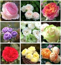 100 Seeds+ Muti Color Mix Rose Seeds - Lush Blooms, Perennial, Vine Climber Frag