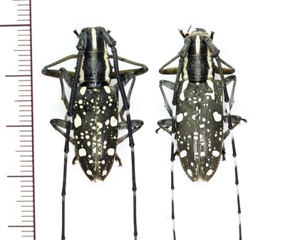 Cerambycidae:Psacothea hilaris ishigakiana pair A1, unmounted