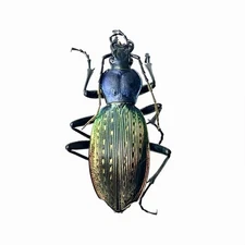 Colorful Carabidae Specimen丨【Rare】Carabus zengae A2 C. Guangdong