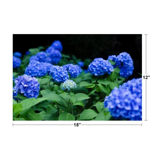 Blaue Hortensie blühende Pflanzen Foto Kunstdruck Poster 18x12 - Bild 2 von 3