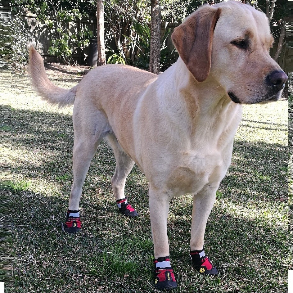 Leather nonslip dog/cat shoes/booties by PomPreece SET OF 4 eBay