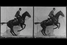 Photo:Horse in motion,jumping,Rider,c1887,Eadweard Muybridge