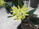 1 BIG DENDROBIUM BABY NOT BLOOM HAD 3 SPIKES OF HIGHLY SCENTED FLOWERS — photo 4