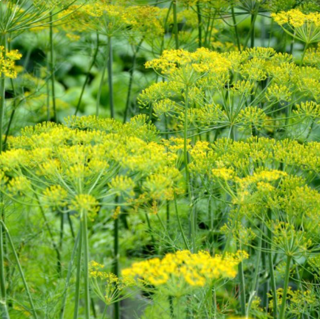 DILL BOUQUET Popular Bees Butterflies Birds Cooking Host Plant NonGMO