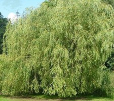 5 Weeping Willow Cuttings (Salix Babylonica) Unrooted