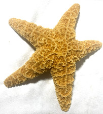 Real Starfish 6  Dried And Desiccated Nautical Decor