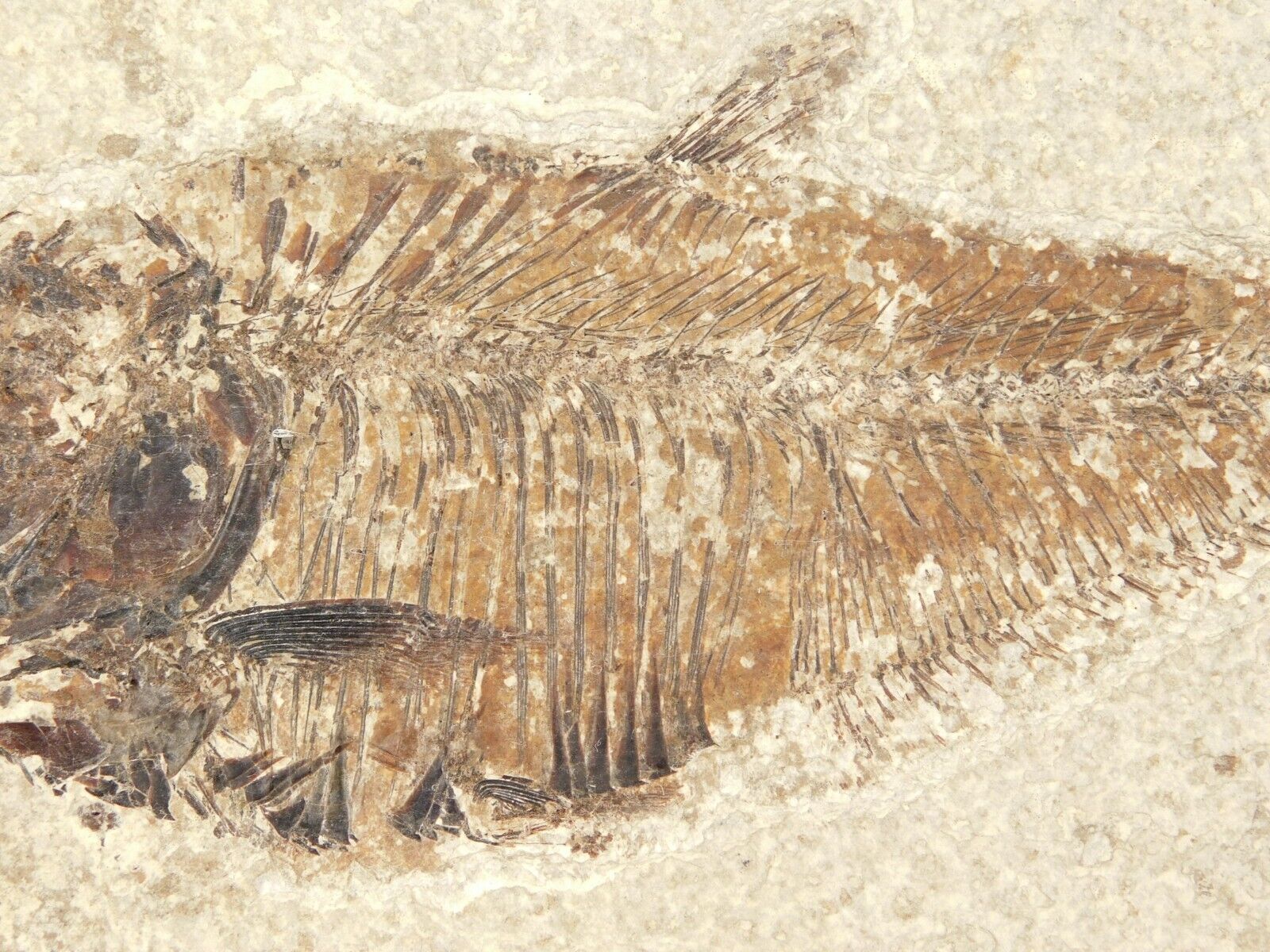 50 Million Year Old! Diplomystus FISH Fossil With Stand From Wyoming 467gr