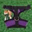 thumbnail 11  - Pet Dog Mesh Harness Puppy Adjustable Fashion Lovely Safety Chest Strip Supplies