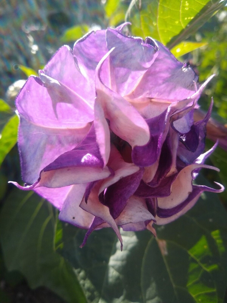 10 Double Orchid Rose Angel Trumpet Seeds Flowers Seed Brugmansia Datura  642 USA | eBay