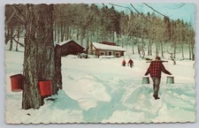 Maple Sugar Time, Sap Carrying in Snow Scene Farm Vintage Postcard NY