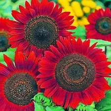 50+ RED SUN RARE SUNFLOWER SEEDS FLOWERS BEAUTIFUL TALL CUT NON-GMO HEIRLOOM USA