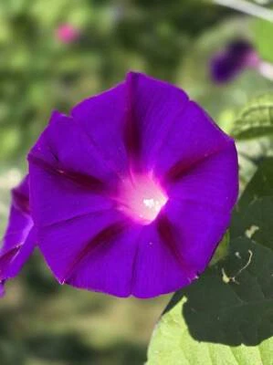 SEEDVILLE USA 100 GRANDPA OTT MORNING GLORY Ipomoea Purpurea Flower Vine Seeds