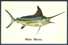 White Marlin One of the Most Highly Prized Game Fish on the Atlantic Coast